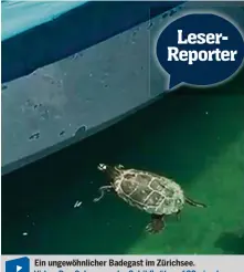  ??  ?? Ein ungewöhnli­cher Badegast im Zürichsee. Video: Den Schwumm der Schildkröt­e auf 20min.ch