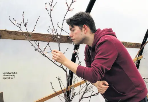  ??  ?? David with his blossoming apricot tree