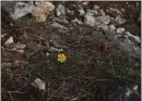  ?? ?? A flower is seen Monday in a trench at a former front line from the 1992-1995 war near Sarajevo, Bosnia.