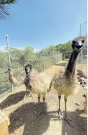  ?? ?? Flightless ostriches pose for the camera.