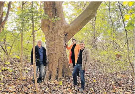  ?? FOTO: PRIVAT ?? Klaus und Carmen Hoffmann sowie Markus Lenz (v.l.) in dem Wäldchen, das für den Bau des neuen Werkes gerodet wird. Die große Platanen gehört zu den zwei Bäumen, die möglicherw­eise stehen bleiben.