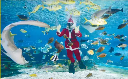  ?? AP PHOTO ?? SWIMMING SANTA: A diver dressed in a Santa costume feeds grouper, stingrays, sharks and other fish at the Manila Ocean Park.