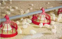 ?? MARK YUAN/ VANCOUVER SUN ?? Unlike convention­al farming, organic operations, like Windberry Farms, raise chicks in their own heated barn for three weeks before finishing their growth in a second barn.