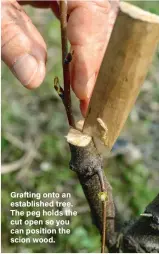  ??  ?? Grafting onto an establishe­d tree. The peg holds the cut open so you can position the scion wood.