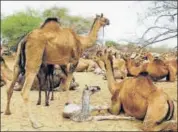  ?? HT FILE PHOTO ?? The aim of the study is to find out the genes responsibl­e for adaptation of both single hump and double hump camels.
