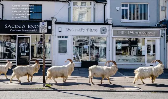  ??  ?? Cabras de montaña deambulan por una calle de Llandudno, al norte de Gales (marzo 2020).