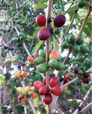  ?? © Photo Alexandre Dijoux ?? Cerises à maturité, variété Bourbon rond. Au XIXe siècle, 5 variétés de café sont reconnues dans l’île Bourbon : le café Bourbon rond, le café Leroy qui deviendra le Bourbon pointu, le café Myrte, le café d’Eden ou d’Ouden et le café marron.