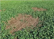  ??  ?? Die kahle Stelle im Feld zeigt deutlich, wo die Feldmäuse bereits wochenlang ihren Hunger gestillt haben.