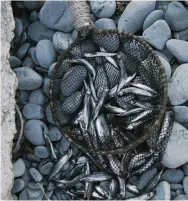  ??  ?? When the capelin are rolling, the water turns black with fish that even children can scoop up in handfuls.