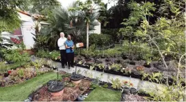  ?? WALTER MICHOT Miami Herald file photo ?? Tom Carroll and Hermine Ricketts stand in front of their home in Miami Shores in November 2013, when the couple maintained a front-yard vegetable garden.