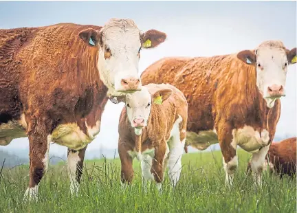  ?? ?? TAKING STOCK: Heather Duff with some of her bulling heifers, far left, and some of her heifers with their calves. Pictures by Mhairi Edwards.