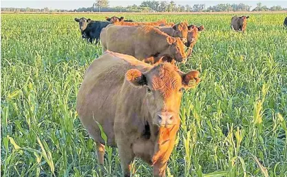  ?? ?? Gordita. Un lote de vacas casi listas para parir pastoreand­o un sorgo forrajero en el campo de Ranchos..