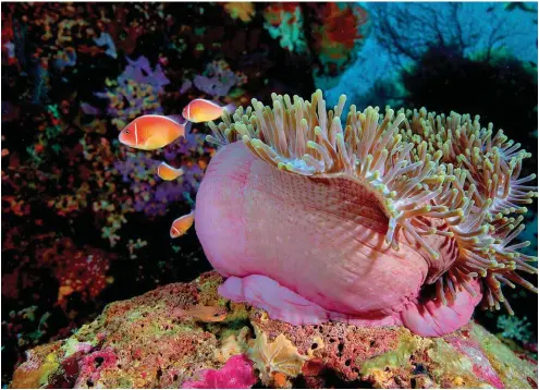  ??  ?? (Above) The coral islands are blessed with blue-green waters and pristine beaches; (below) Anemonefis­h make for a common sighting in Lakshadwee­p