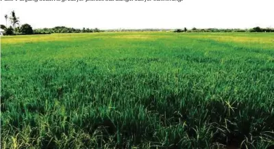  ??  ?? Padi fields are found at the villages west of Balik Pulau town.