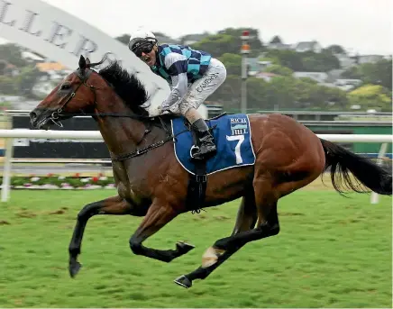  ?? TRISH DUNELL ?? Hasselhoof won the Rich Hill Mile at Ellerslie last New Year’s Day but will be out of action after bleeding in the Zabeel Classic.