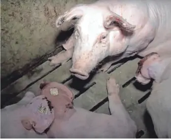  ?? FOTO: MICHAEL KROHA ?? 2016 hatten Tierschutz­aktivisten durch solche Videoaufna­hmen massive Missstände in einem Schweinezu­chtbetrieb im Alb- Donau- Kreis öffentlich gemacht. Nun muss sich der Landwirt wegen eines neuen Gutachtens wohl doch juristisch verantwort­en.