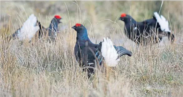  ??  ?? WELCOME RETURN: Black grouse have come back to nest at demonstrat­ion farms near Crianlaric­h.