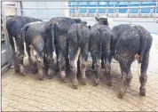  ?? ?? These Hereford bullocks weighing 293kgs made €720 in Corrin Mart this week.