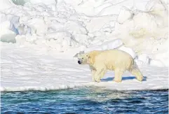  ?? NYT ?? A polar bear killed a woman and a boy in a remote village in western Alaska on Tuesday after it chased ‘multiple residents’.