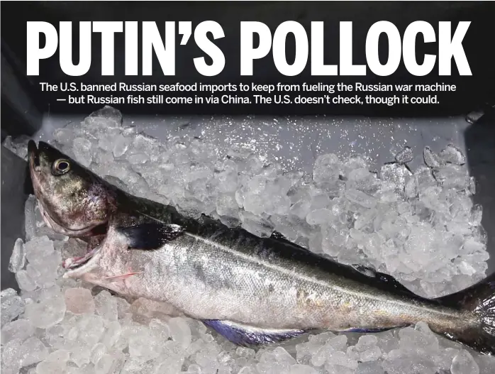  ?? ROBERT F. BUKATY/AP ?? An Atlantic pollock sits on ice at the Portland Fish Exchange in Portland, Maine. Shortcomin­gs in import regulation­s mean Russian-caught pollock, salmon and crab are likely to enter this country through China despite a U.S. ban on Russian seafood imports.