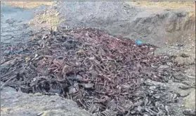  ??  ?? Photo: Oscar Nkala Grim: At Bo Chang, donkey carcasses were found dumped in a makeshift pit (above). At a licensed slaughterh­ouse in Kenya (below) skins are stacked for export.