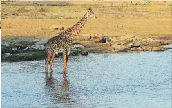  ?? CHRISTINA JONAS ?? At the Ruaha River Lodge in Ruaha National Park, visitors are mesmerized by animals coming to get a drink, including baboons, elephants and giraffes.