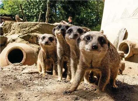  ?? FOTO: C. GATEAU/DPA ?? Erdmännche­n im Zoo – viele Besucher finden sie einfach süß. Dass Tiere in Zoos gehalten werden, finden aber nicht alle Menschen gut.