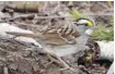  ?? BRUCE DI LABIO PHOTO ?? Listen for the white-throated sparrow during the dawn chorus.