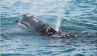  ?? MICHAEL DWYER THE ASSOCIATED PRESS ?? In this March photo, a North Atlantic right whale feeds on the surface of Cape Cod bay off the coast of Plymouth, Mass. Fisheries officials say they have spotted the first right whale of the year in Canadian waters.