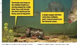  ??  ?? The feeder runs freely on the mainline thanks to a rig ring stopped by a tulip bead. Use a soft rod and you won’t need to go too heavy, even for big perch. A single maggot will often catch when multiples won’t, and red seems to be the favourtie colour.