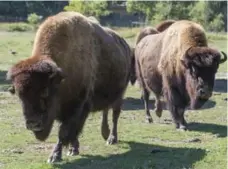  ?? RICK MADONIK/TORONTO STAR FILE ?? It’s been more than two decades since the wood bison, Canada’s largest ground-roaming mammal, was last considered at risk of extinction.