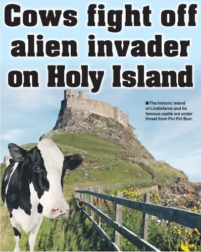  ??  ?? n The historic island of Lindisfarn­e and its famous castle are under threat from Piri Piri Burr.