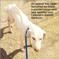  ??  ?? An appeal has been launched for Dove, a pointer-cross who was spotted near Lefkoşa’s Atatürk Stadium