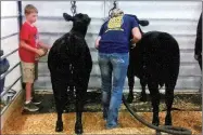  ??  ?? Rhett Keaton, left, brushes and blow dries two calves after washing them at the National Junior Angus Show.