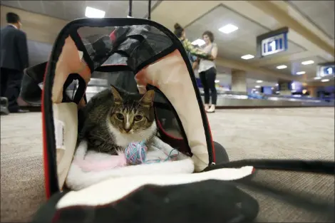  ?? ROSS D. FRANKLIN — THE ASSOCIATED PRESS FILE ?? In this file photo Oscar the cat, who is not a service animal, sits in his carry on travel bag after arriving at Phoenix Sky Harbor Internatio­nal Airport in Phoenix. Industry officials believe many that hundreds of thousands of passengers scam the system each year by claiming they need their pet for emotional support. Those people avoid airline pet fees, which Oscar’s owners paid.