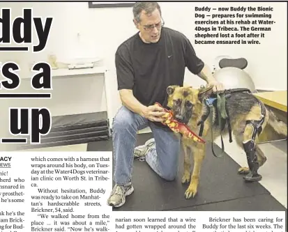  ??  ?? Buddy — now Buddy the Bionic Dog — prepares for swimming exercises at his rehab at Water4Dogs in Tribeca. The German shepherd lost a foot after it became ensnared in wire.