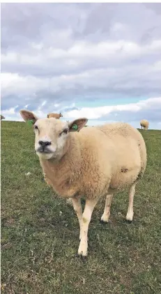  ?? RP-FOTO: LATZEL ?? Die Schafhalte­r sind in Sorge um ihre Tiere.