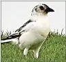  ?? ?? BEAUTY: White magpie