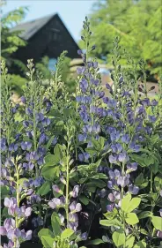  ??  ?? Right: An old wooden chair finds new purpose as a throne for geraniums.Left: Blue false indigo is a gorgeous perennial in June.