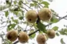  ?? FOTO JOREN DE WEERDT ?? Zoerselaar­s kunnen peren plukken in eigen tuin als ze meedoen aan de actie.