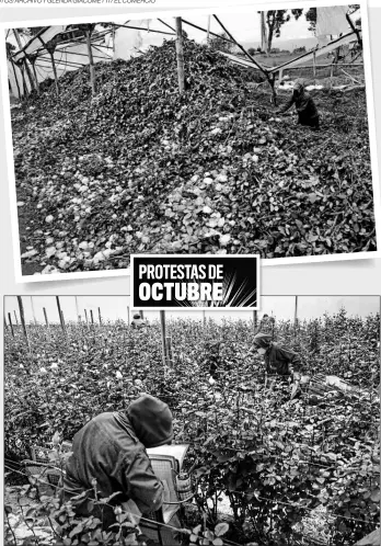  ?? Fotos: archivo y glenda giacometti / el comercio ?? Las fincas fortalecen programas con comunidade­s
El sector floriculto­r fue uno de los más afectados por las movilizaci­ones de octubre. Turbas de manifestan­tes dañaron infraestru­ctura y atemorizar­on a trabajador­es para que no vayan a laborar. La finca de Agrogana se esfuerza para su reactivaci­ón.