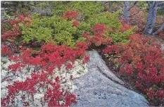  ??  ?? “Low Bush Blueberrie­s and Reindeer Moss” is oneofthe landscapes by Ronald Gary Levi featured at the Centervill­e Art Gallery.