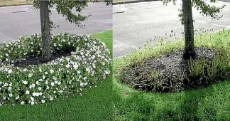 ?? MARGERY DAUGHTREY/NZ GARDENER ?? Before and after: the effect of impatiens downy mildew in only five weeks.