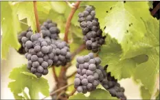  ?? AP file photo ?? Grapes with ash on them hang in a vineyard that was blanketed by smoke from wildfires in Sonoma, Calif., on Sept. 10. Smoke from the West Coast wildfires has tainted grapes in some of the nation’s most celebrated wine regions. The resulting ashy flavor could spell disaster for the 2020 vintage.