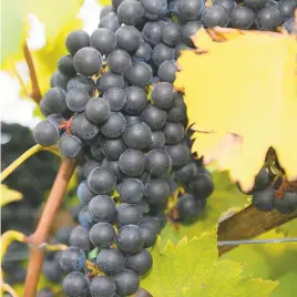  ?? MORNING CALL FILE PHOTO ?? Chambourci­n is the only grape grown by all the members of the Lehigh Valley Wine Trail. The wineries will all celebrate the grape on Chambourci­n Weekend, Oct. 12 and 13.