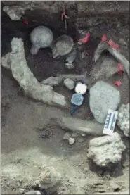  ?? SAN DIEGO NATURAL HISTORY MUSEUM VIA AP ?? This photo provided by the San Diego Natural History Museum shows a concentrat­ion of fossil bone and rock at an excavation site in San Diego The positions of the femur heads, one up and one down, broken in the same manner next to each other is unusual....