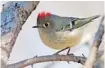  ?? WILSON HUM PHOTO ?? The ruby-crowned kinglet raises its crest when agitated.