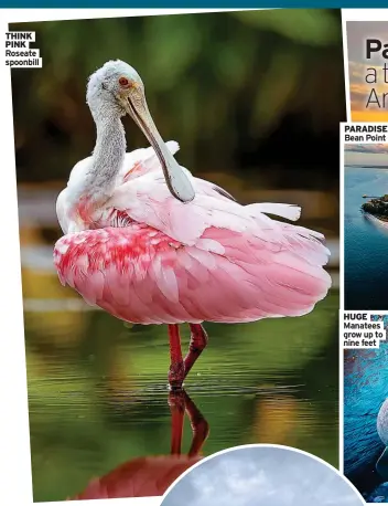  ?? ?? THINK PINK Roseate spoonbill