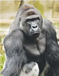  ??  ?? Harambe, a western lowland gorilla, was fatally shot on May 28 to protect a 3-year-old boy who had entered the animal’s exhibit. Jeff McCurry, Cincinnati Zoo and Botanical Garden