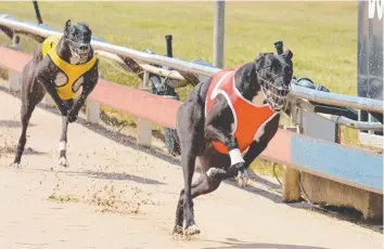  ??  ?? FLASH: Stop Line defeats kennel mate Leica Prayer in The Chase final in Devonport yesterday.